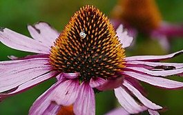 盛开,多彩,coneflower