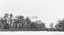 雪,黑色和白色,冬天