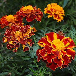 宏,鲜花,臭鼬