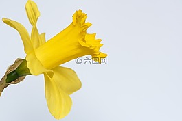 水仙,花,黄色花