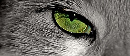 猫,动物,猫眼石