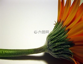 非洲菊,样式,绿色