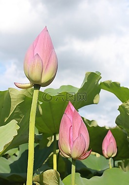 荷花,含苞,綠葉