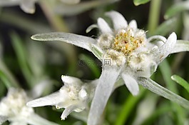 雪绒花,edelweiss的阿尔卑斯山,高山花卉