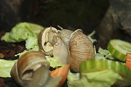 蜗牛,一起,吃