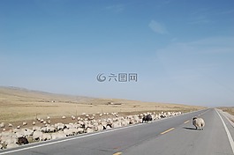 青藏高原,羊群,公路