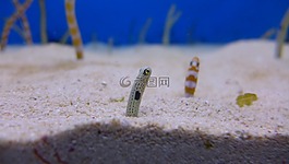 沖繩,水族館,鰻