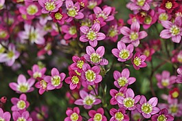坐垫虎耳草,垫层花,石园