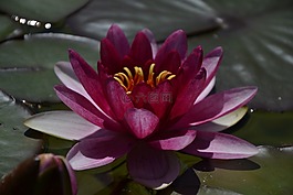 花,睡莲,湖