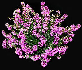 希瑟,紫,植物