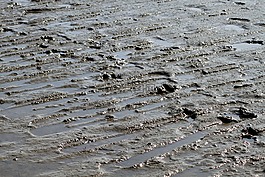 美国瓦茨,海,schlick