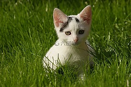 小的猫,宿醉,国内的猫