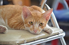 猫,睡觉,懒