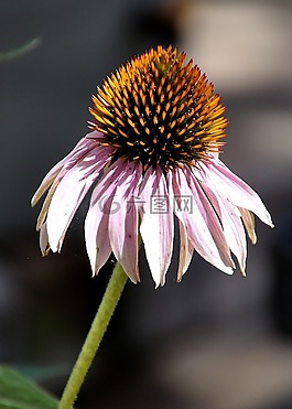coneflower,颜色,植物