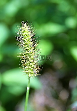 更大的车前草,草原植物,绿色
