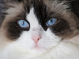 猫,布娃娃,看看