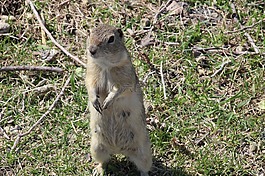 gopher,理查森地面松鼠,动物