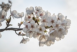 樱花盛开,樱花,鲜花