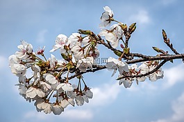 樱花盛开,樱花,鲜花