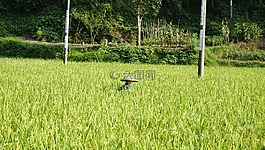 水稻,农民,人文