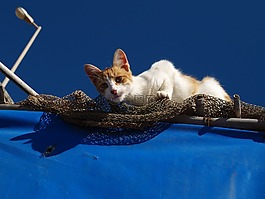 猫咪,动物医院,埋伏