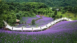 马鞭草,紫色,天府花溪谷