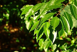 森林,昆虫,ważka