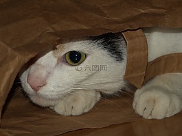 猫,袋,庇护
