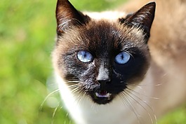 猫,猫头,猫脸