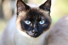 暹,猫,猫头