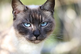 暹,猫,猫头