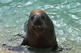 海狮,海象,海洋