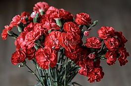 康乃馨,鲜花,红色