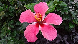 flower,daisy,blossom