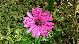 flower,daisy,blossom
