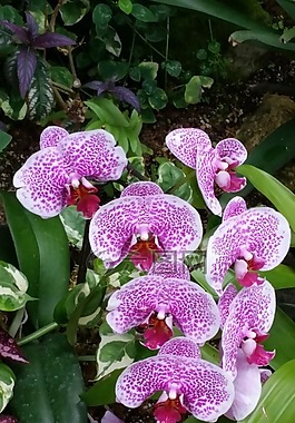 圣安东尼奥,植物,花园