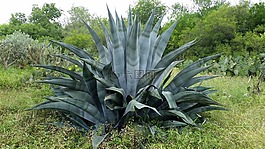 圣安东尼奥,植物,花园