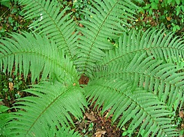 蕨类植物,植物,毽球