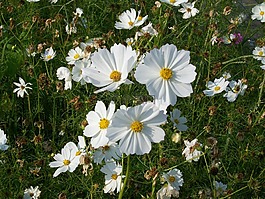 花,大波斯菊,菊花