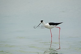 pisila 高跷,himantopus himantopus,涉禽