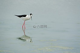 pisila 高跷,himantopus himantopus,涉禽