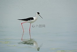 pisila 高跷,himantopus himantopus,涉禽