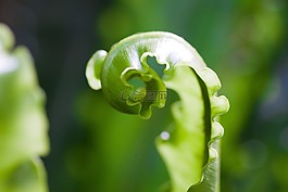 蕨类,蕨菜,绿色