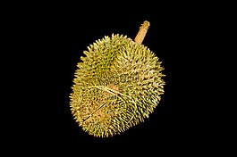 榴莲水果,国王的水果,棘手的水果
