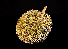 榴莲水果,国王的水果,棘手的水果