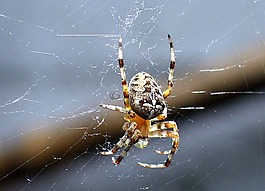 数值调节钮,web,蜘蛛