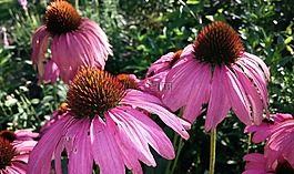 coneflower,松果菊,花