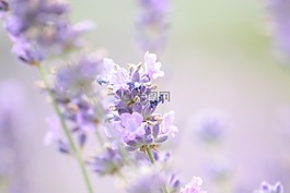 熏衣草,夏季,紫