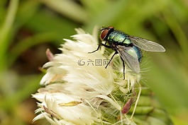 木栅,蓝色,光滑