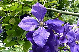 铁线莲,开花,雄蕊